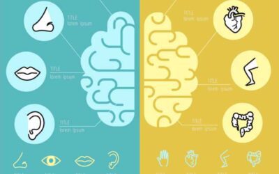 Left Brained vs. Right Brained: What’s the Difference?