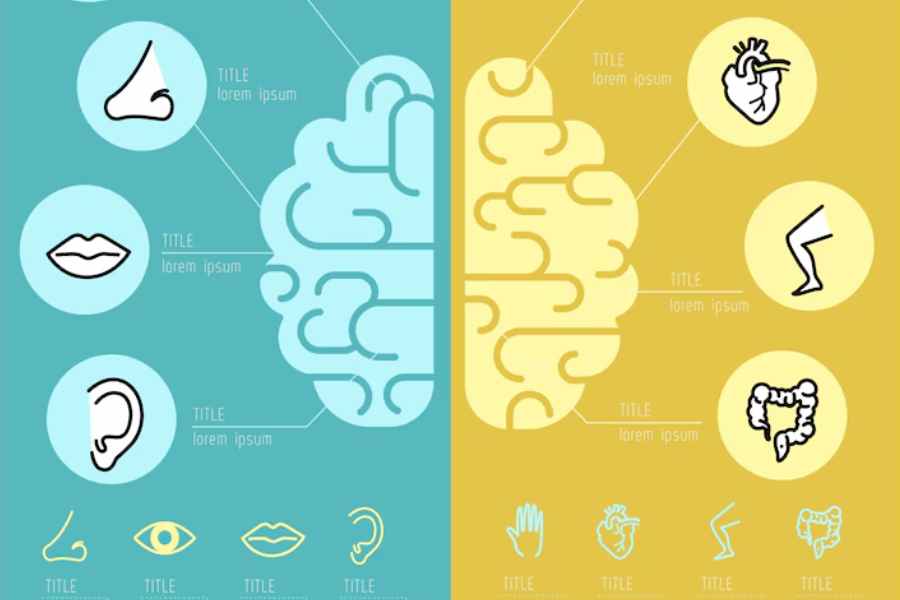 Left Brained vs. Right Brained: What’s the Difference?