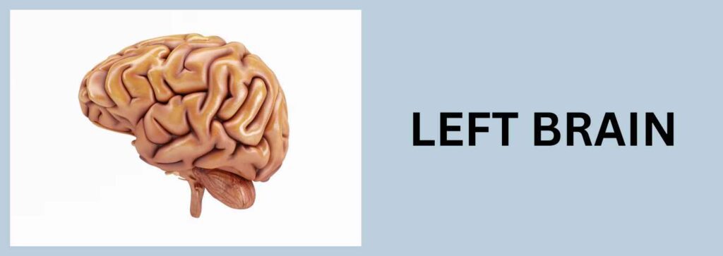 Left and Right Brain - Left Brained - Right Brained - PERKESO