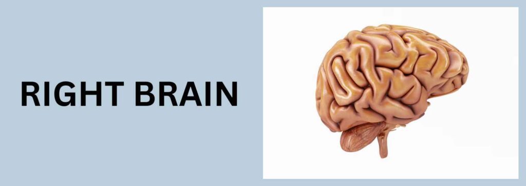 Left and Right Brain - Left Brained - Right Brained - PERKESO